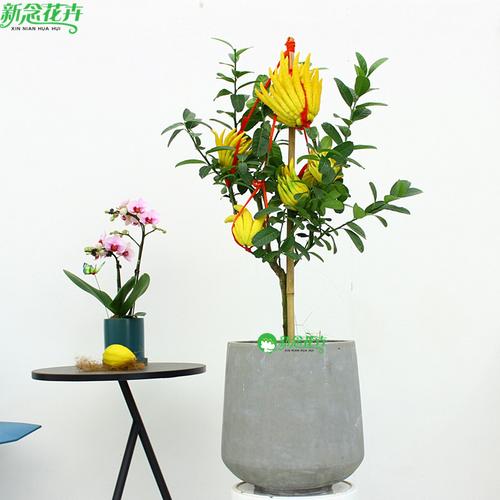 金佛手盆景 上海同城送礼首选，办公室与居室的吉祥年宵花